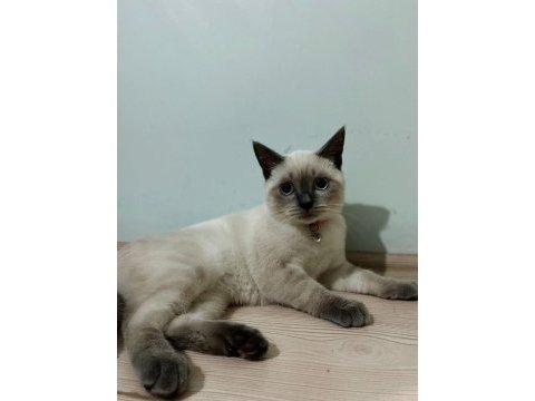 British blue point shorthair sahiplendirme