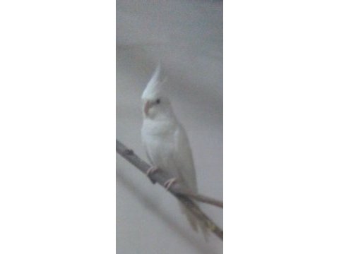 Lutino - albino eş sultan papağanları