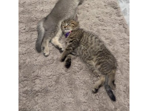 Dişi british shorthair yavrumuz yuvasını arıyor