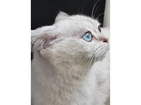 Çipli dişi british shorthair