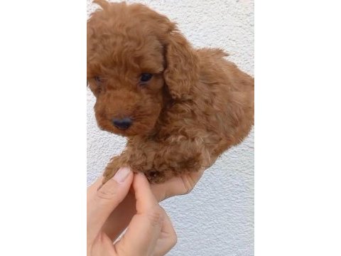 8 adet toy poodle uyguna sahiplendirilecek acil