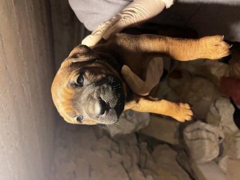 Dişi cane corso baba şecereli yavrular