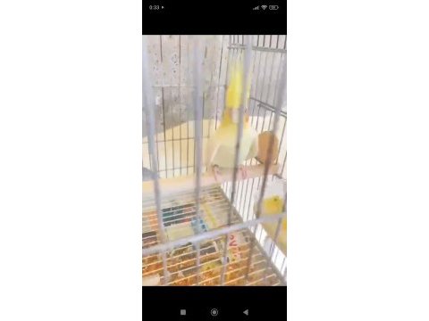 Albino litino takım sultan papağanı