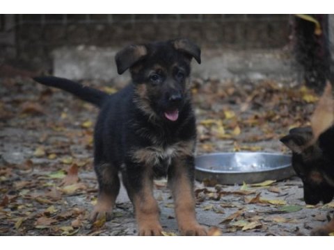 Secereli show line kan hattına sahip alman çoban köpeği
