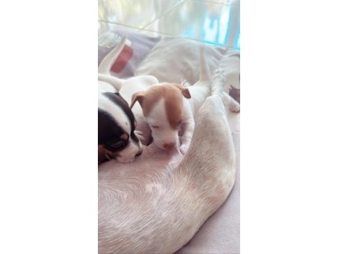 Jack russell kısa bacak (üretici vs değilim)