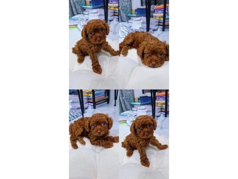 Dark brown teacup kore poodle bebekler
