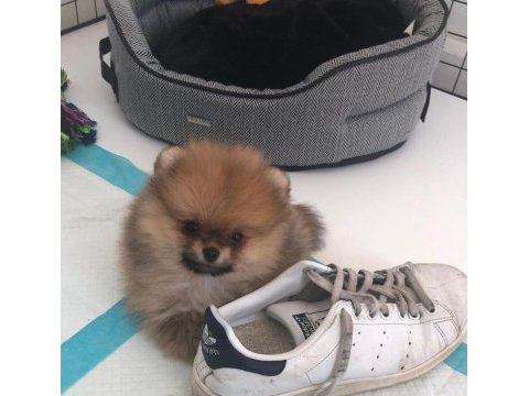 Ayı surat pomeranian
