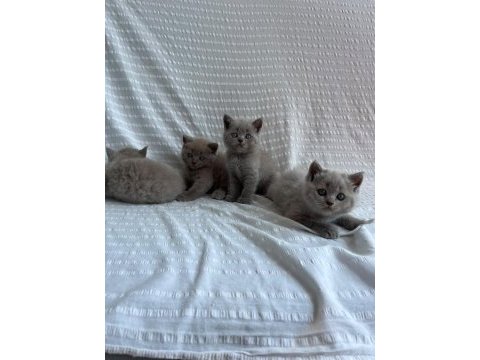 Lilac erkek briitsh shorthair yavrumuz