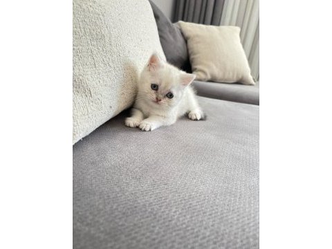 8 haftalık british shorthair dişi yavrumuz yuva arıyor