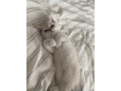 British shorthair mavi gözlü beyaz kedimizi sahiplendirme