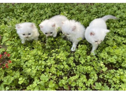 Safkan şecereli british shorthair yavrular evden