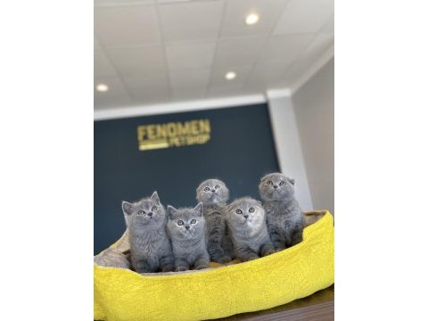Top kafa scottısh fold yavruları fenomen pet shop