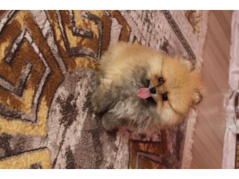 A kalite pomeranian yavrular için ulaşabilirsiniz