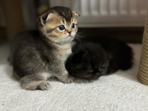 Oyun meraklısı scottish fold minnoşlar