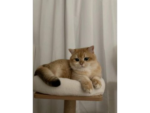 Golden british shorthair ny11 safkan orijinal