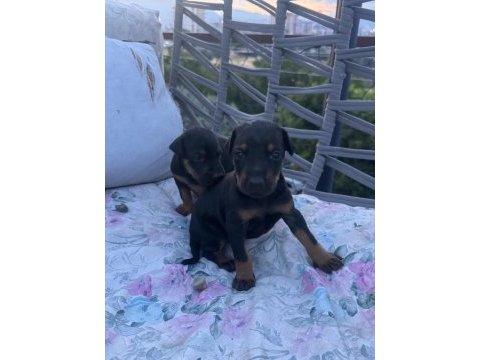 Safkan doberman köpeği yavrular