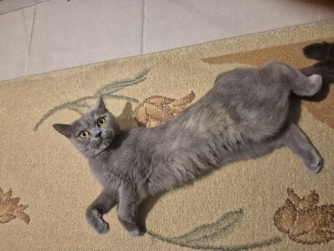 British shorthair 4 yaşında dişi