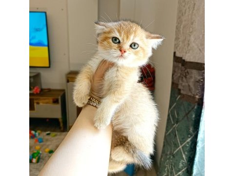 British shorthair yavrular teslime hazır