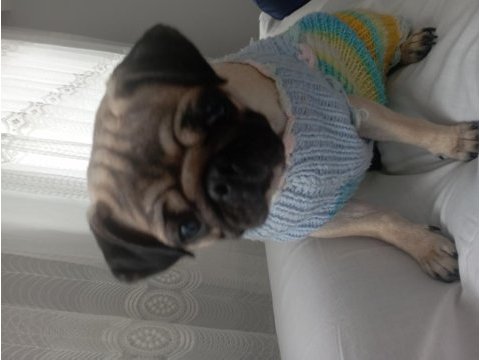 1.5 yaşında pug dişi