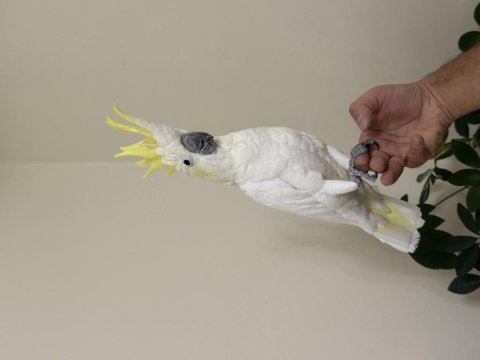 Sülfür kakadu 81 ile gönderim mevcut