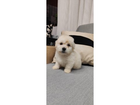 Maltipoo 2 adet uygun fiyata sahiplendirme yapılacaktır