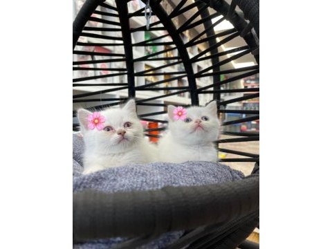 Dişi beyaz british shorthair