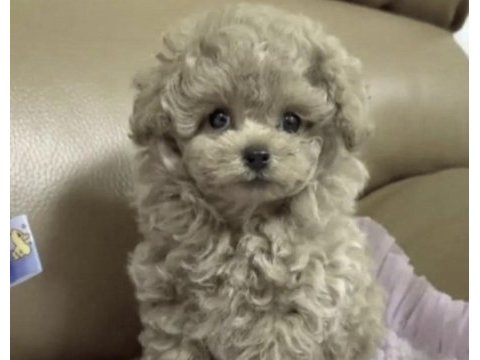 Toy poodle kore