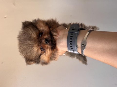 Safkan pomeranian boo orange