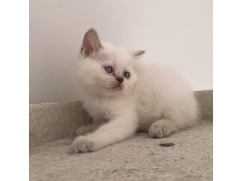 Trabzonun en orijinal yavru kedileri