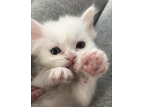 Chinchilla - scottish kırma 1 aylık bebekler