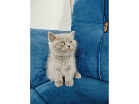 British shorthair yavrumuz