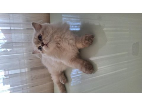 British longhair yavru