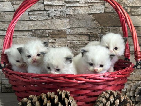 Arina s ragnia nin şecereli şampiyon ragdoll bebekleri
