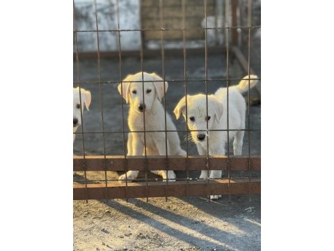 Türkiye şampiyonu akbaş yavruları
