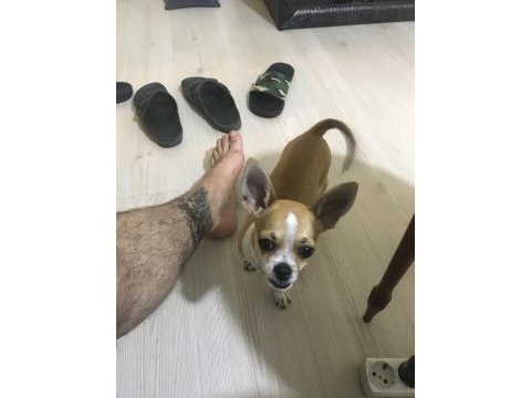 Yavrularımız doğdu ve çok sağlıklı chihuahua