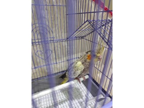 2 aylık erkek yavru sultan papağanı kafesi hediye komple
