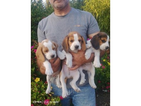 Sevimli beagle cinsi yavrular