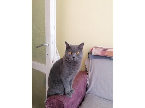 British shorthair orjinal