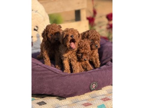 Aşılı çiş eğitimli toy poodle 