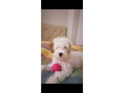 Maltipoo 9 aylık