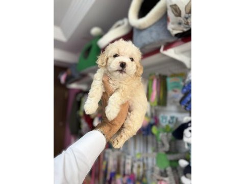 Türkiyenin en güzel maltipoo bebekleri core