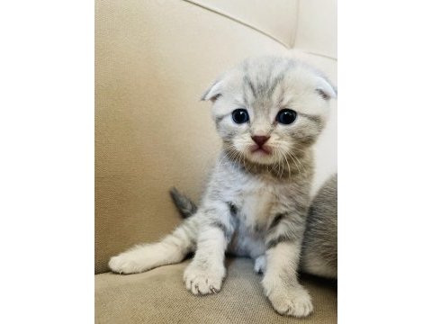 Scottish fold bebeklerim