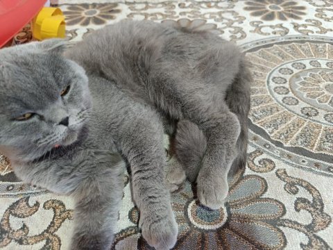 1 yaşında kısırlaştırılmış erkek british shorthair