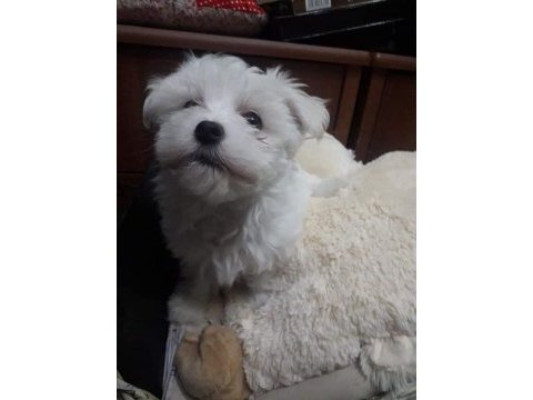 Maltese terrier adrese teslim, kapıda ödeme yapabilirsiniz