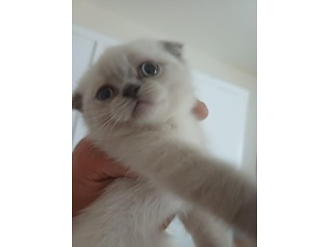 Yeni yuvasına gitmeye hazır scottish fold yavrumuz