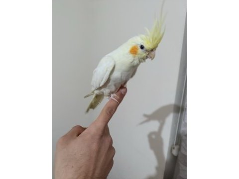 Ele alışkın yavru sultan papağanı