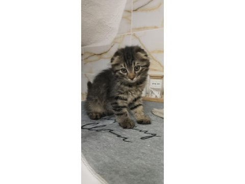 Minik scottish fold yavrularımıza yuva arıyoruz