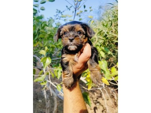 Teacup bardak boy yorkshire terrier yavruları