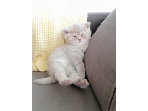 Safkan british shorthair