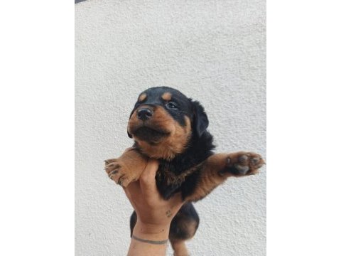Rottweiler